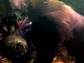 Screens Monster Hunter 4