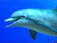 Ecco The Dolphin : Defender Of The Future