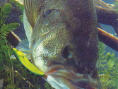 Fisherman's Bass Club