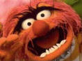 The Muppets : On with the Show !