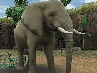 Animal Resort