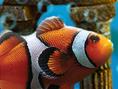 Aquaria Interactive