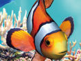 AquaZone