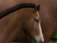 Cheval & Poney : Mon Haras