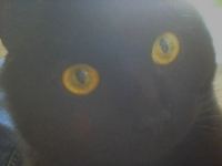 miaou