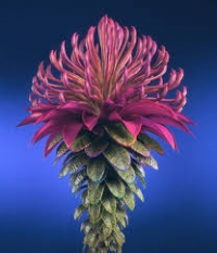 primerose