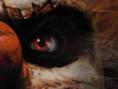 Twisted Metal : Black Online